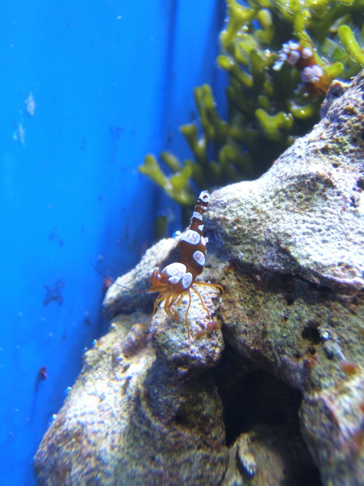 Shrimp (Thor amboinensis)