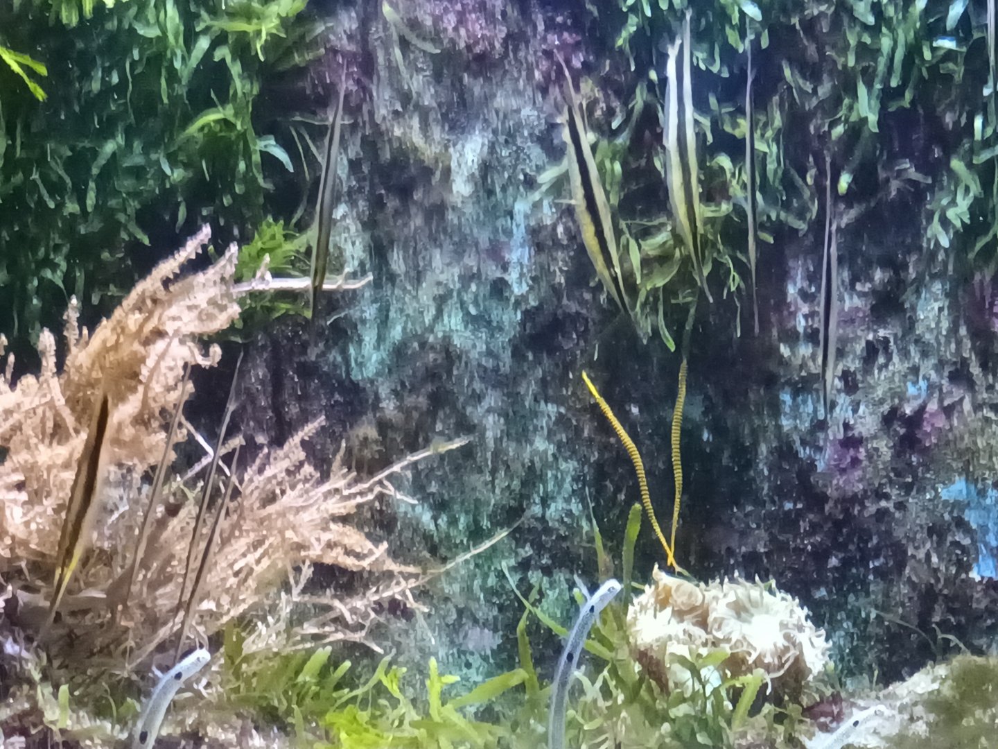 Shrimpfish, Banded Pipefish and Spotted Garden Eel