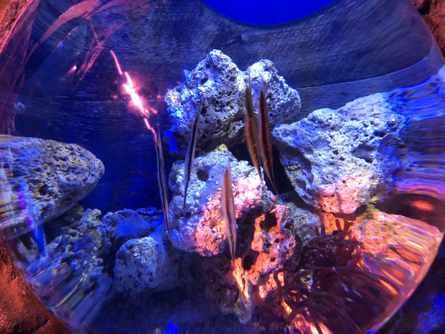 Shrimpfish Tank at SEA LIFE Blackpool (2019)