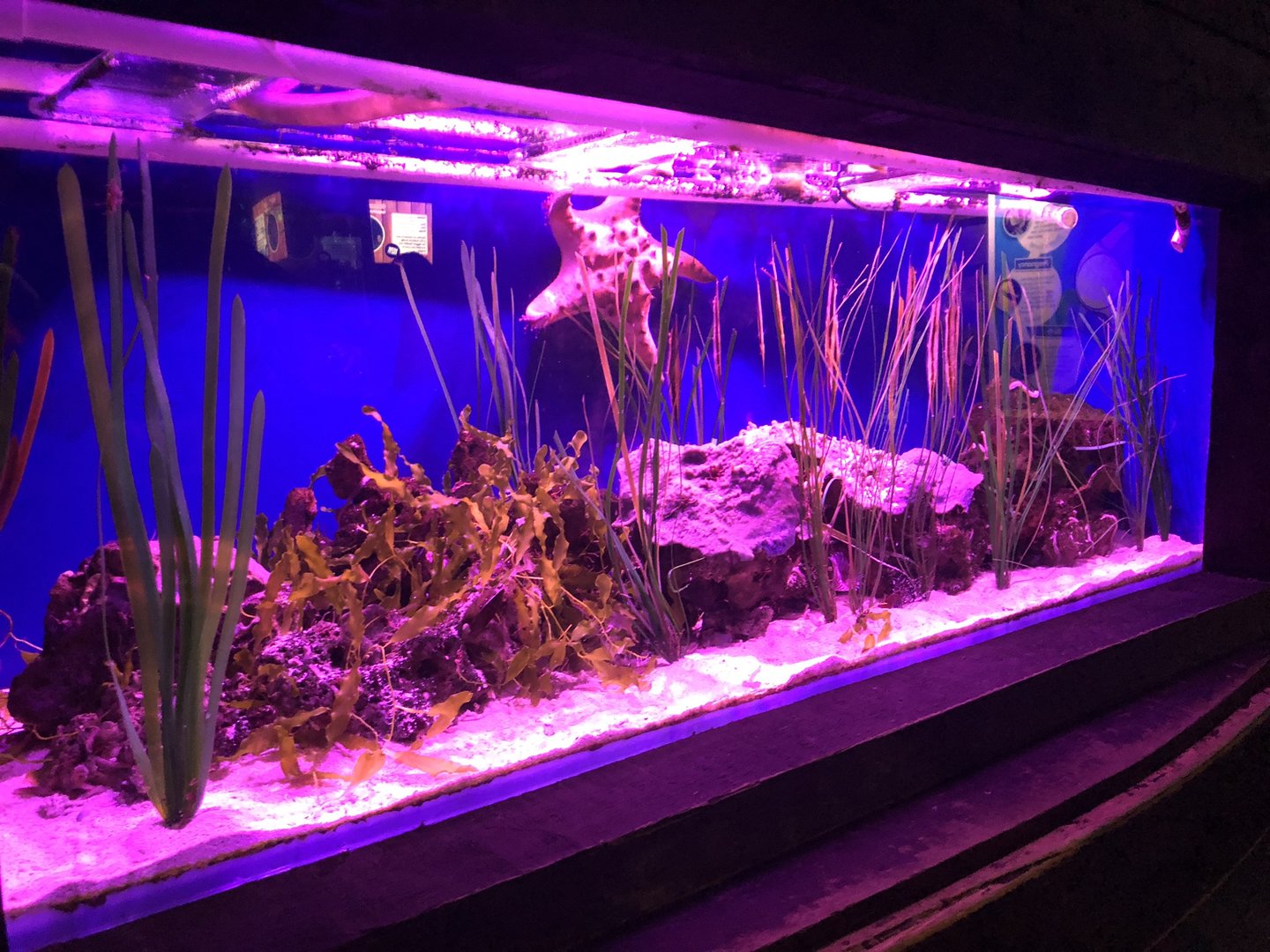 Shrimpfish Tank at SEA LIFE Scarborough (September 2022)