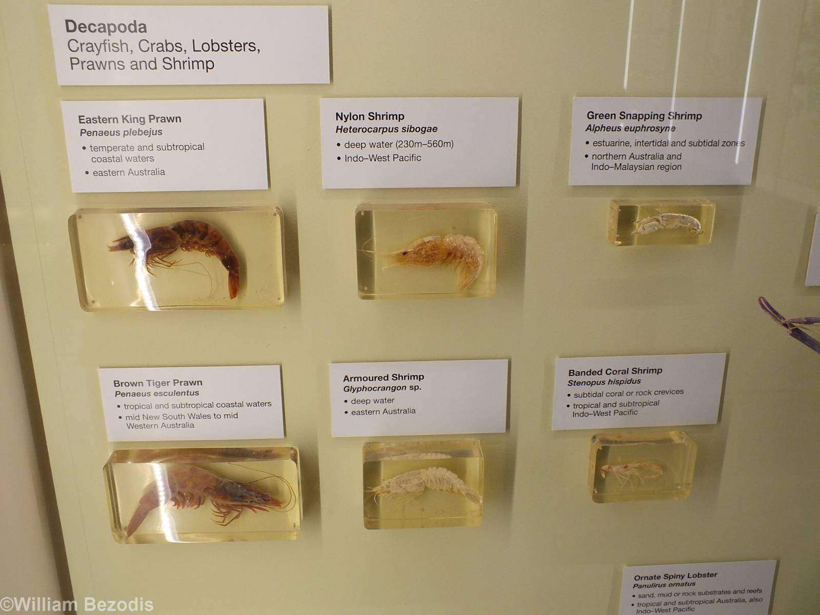 Shrimps and Prawns - Queensland Museum