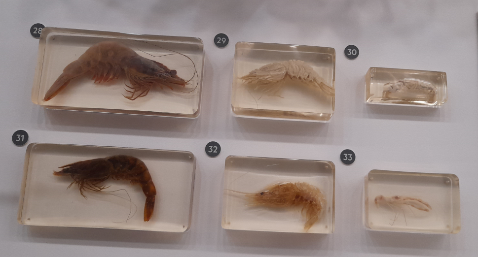 Shrimps - Queensland Museum