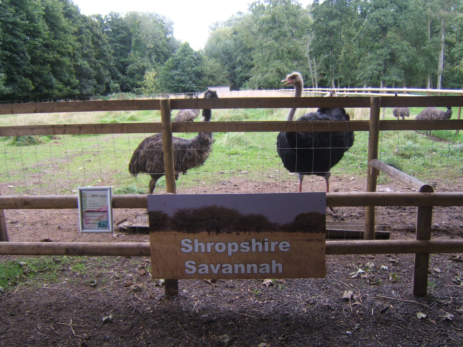 Shropshire Savannah?