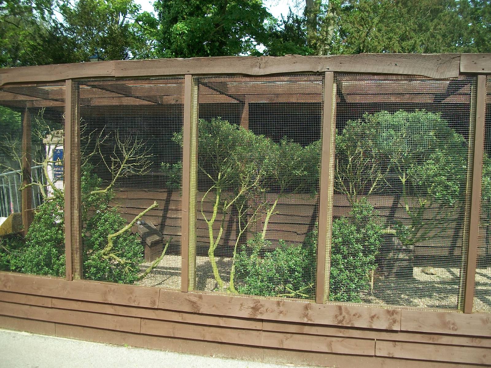 Shrubbery pruned in the aviary for finches, 23rd May 2014