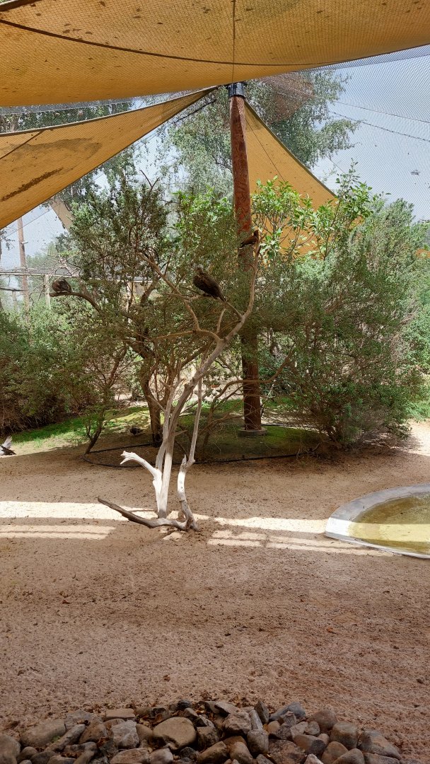 Shrubland Birds aviary