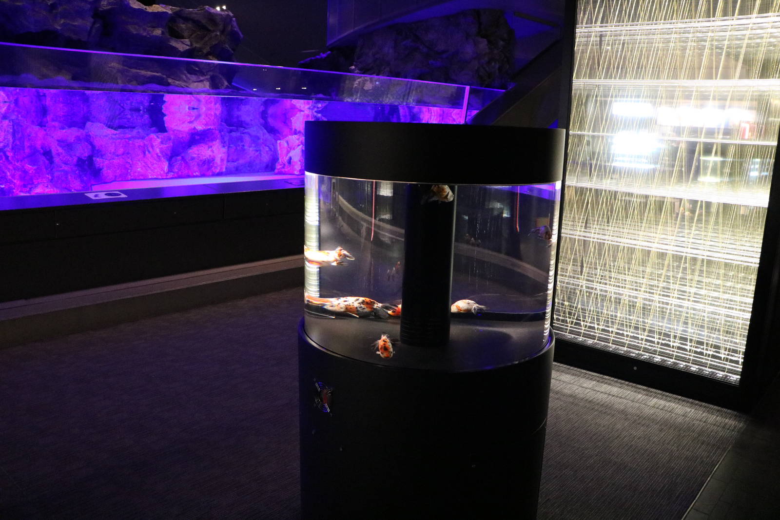 Shubunkin tank - Sumida Aquarium, February 2016