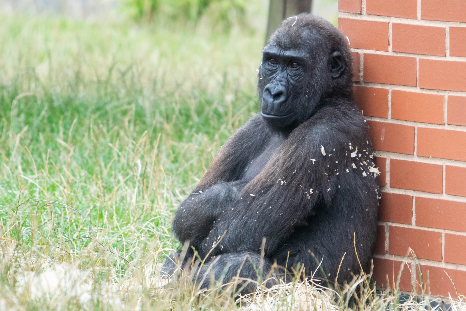 Shufai - Western Lowland Gorilla