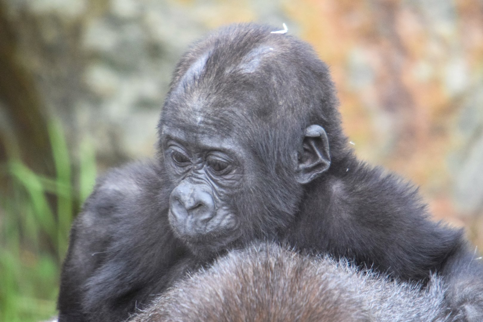 Shufai - Western Lowland Gorilla