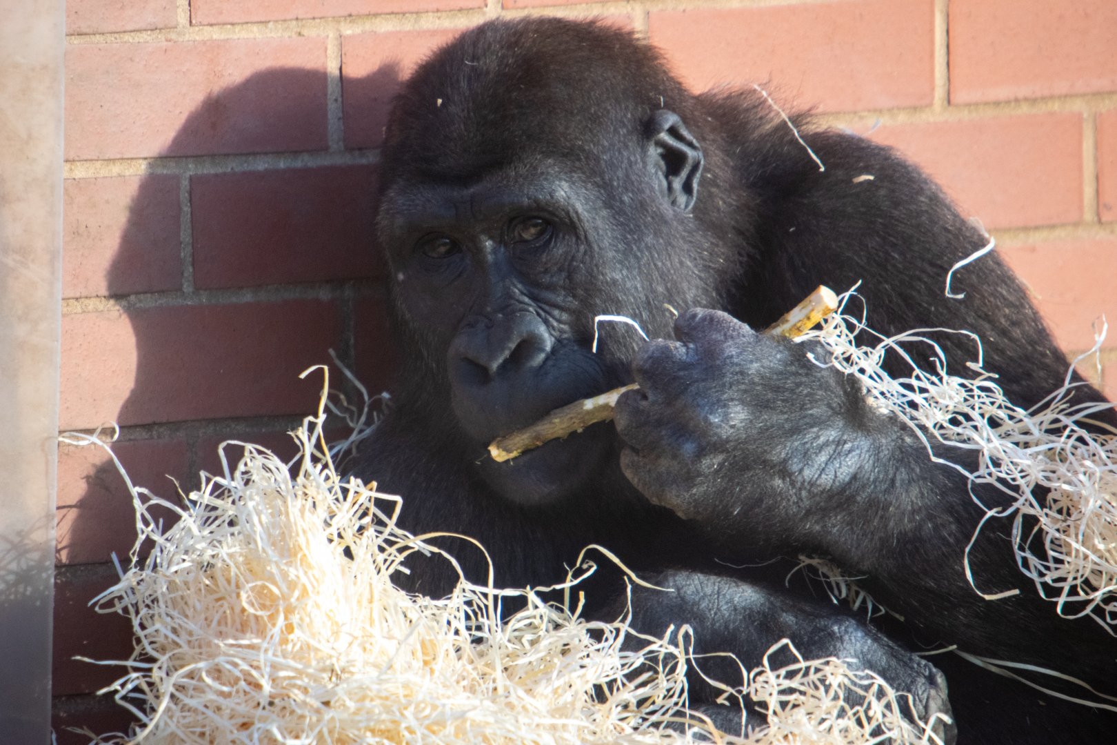 Shufai - Western Lowland Gorilla