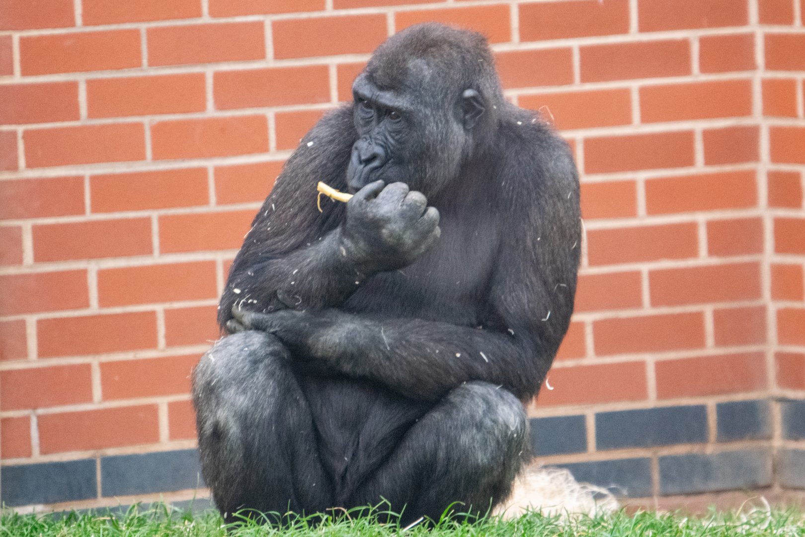 Shufai - Western Lowland Gorilla