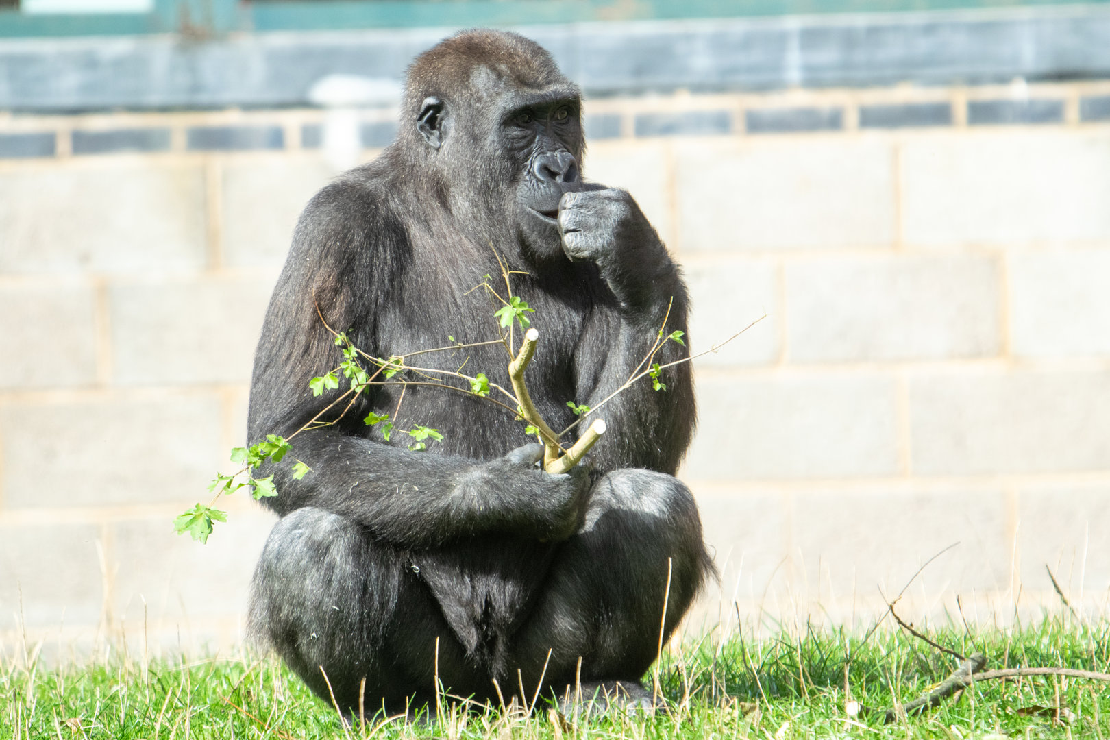 Shufai - Western Lowland Gorilla