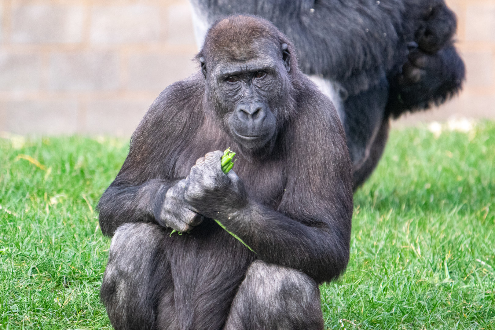 Shufai - Western Lowland Gorilla