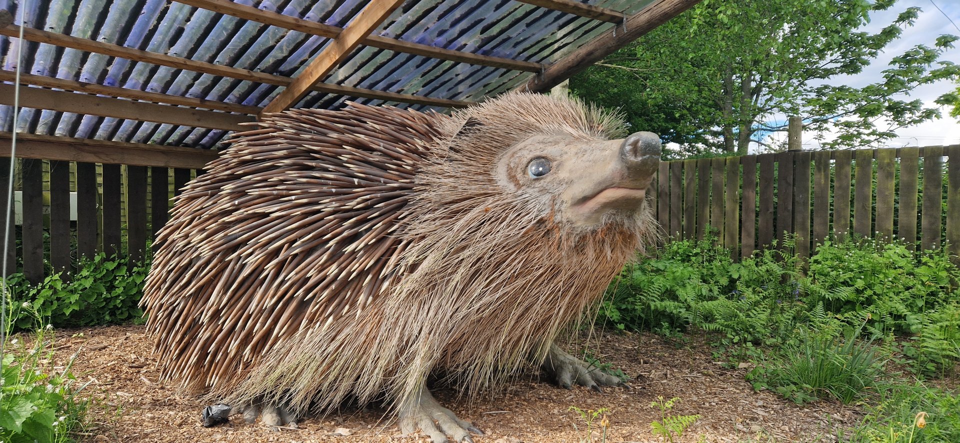 Shuffles the Hedgehog