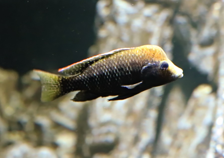 Shukoray cichlid (Danakilia sp. "Shukoray")