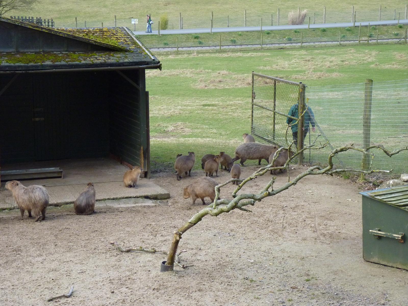 Shutting in the Capybaras