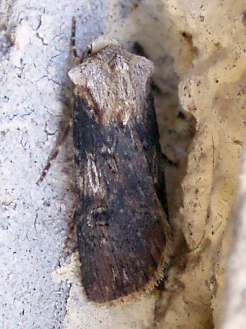Shuttle-shaped Dart (Agrotis puta)