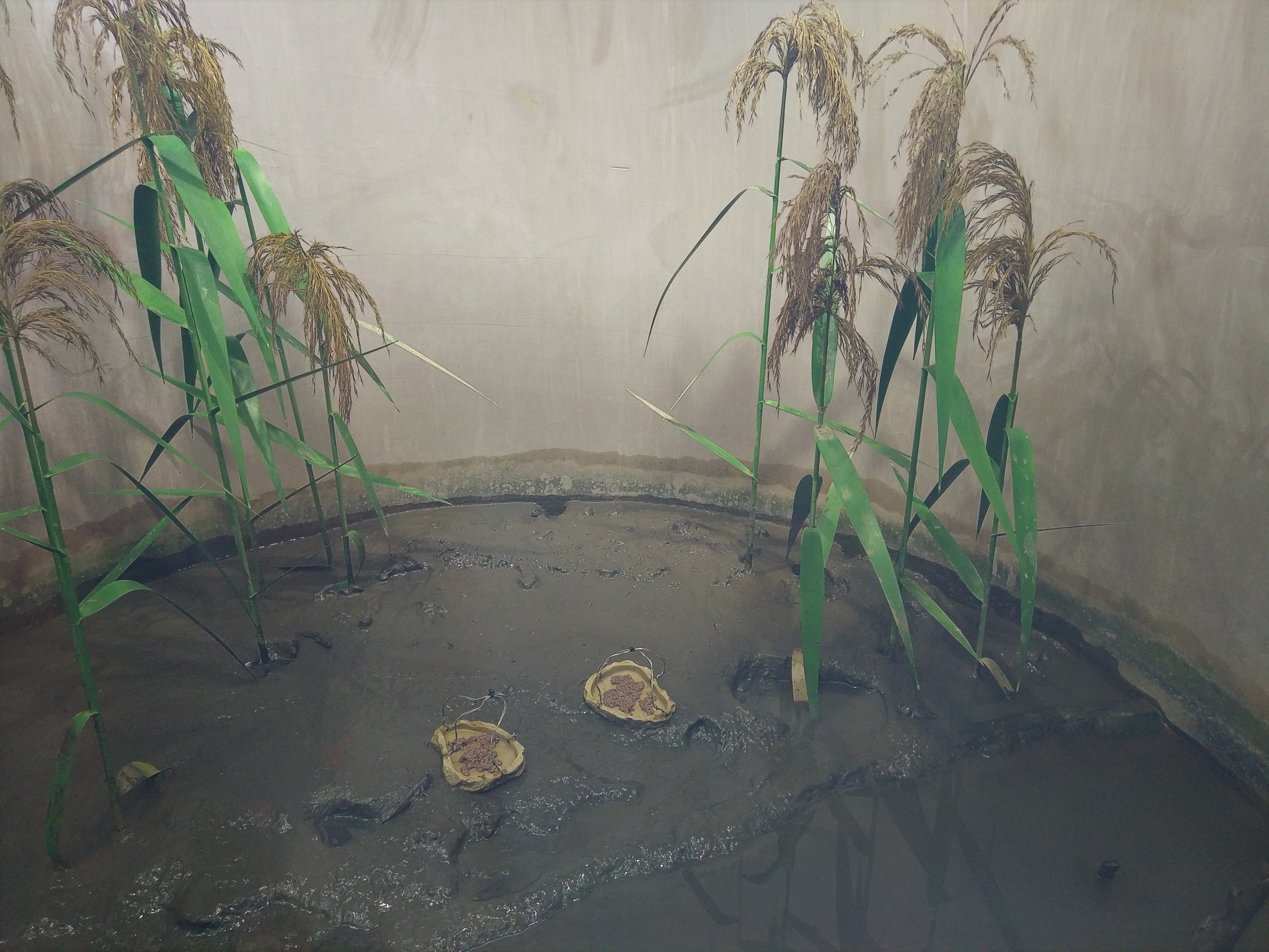 Shuttles Hoppfish and Sentinal Crab Exhibit