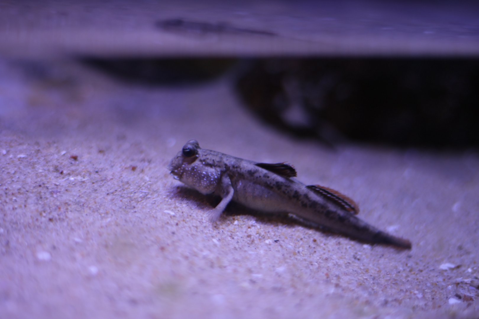 Shuttles Hoppfish (Periophthalmus cantonensis)