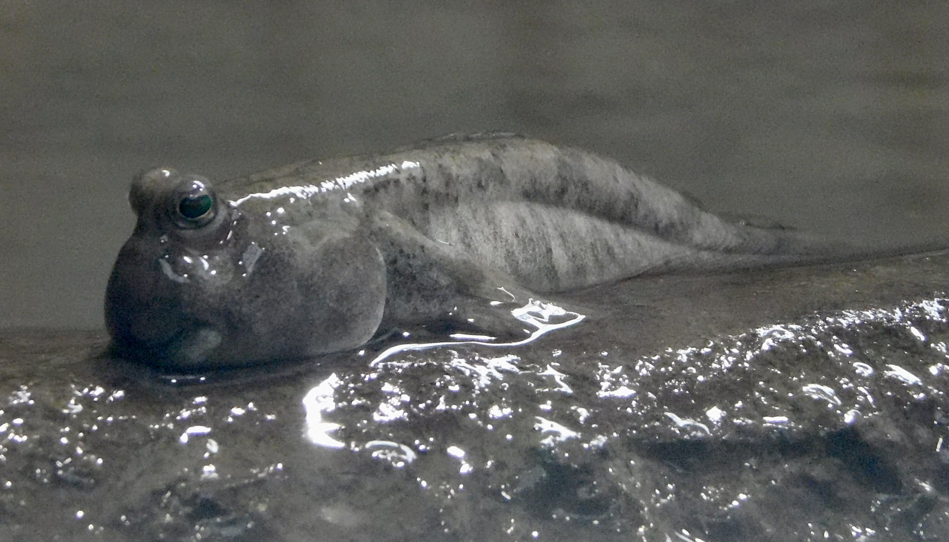 Shuttles Hoppfish (Periophthalmus modestus) November 8, 2025