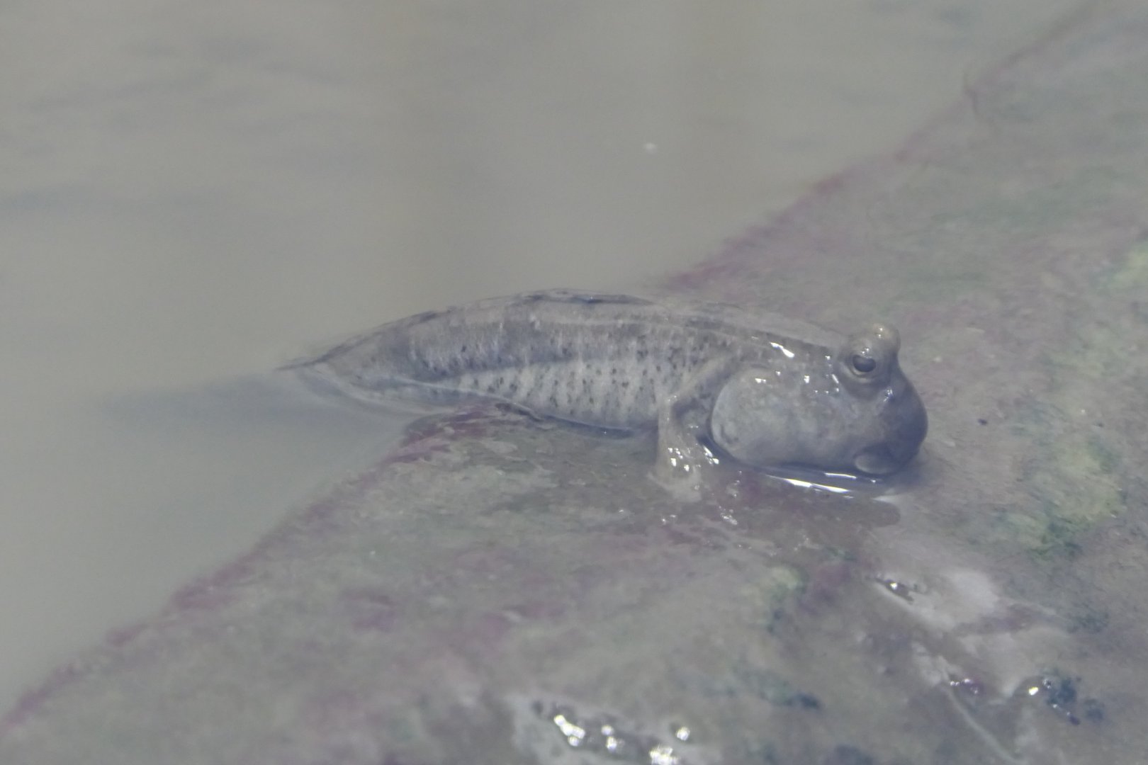 Shuttles Hoppfish (Periophthalmus modestus)