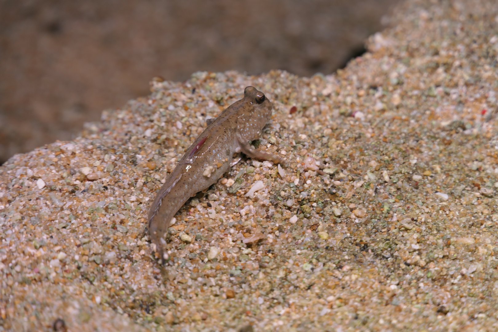 Shuttles Hoppfish (Periophthalmus modestus)