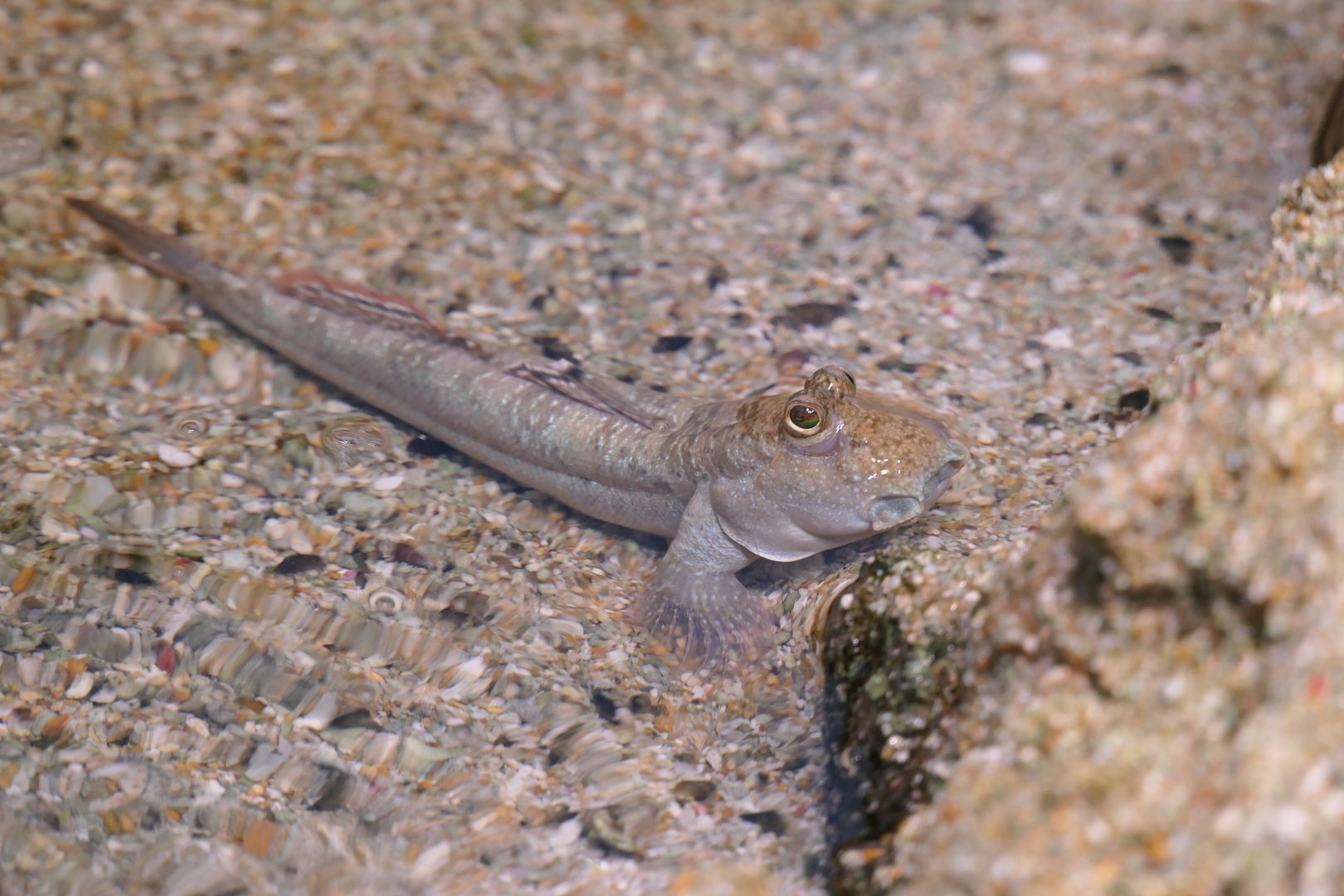 Shuttles Hoppfish (Periophthalmus modestus)