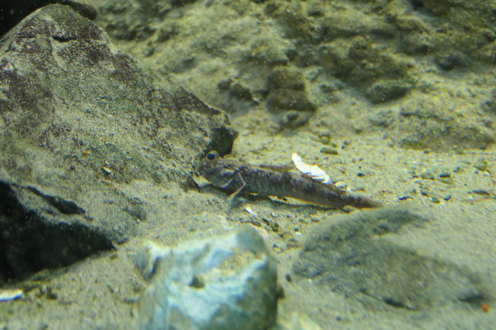 Shuttles Hoppfish (Periophthalmus modestus)