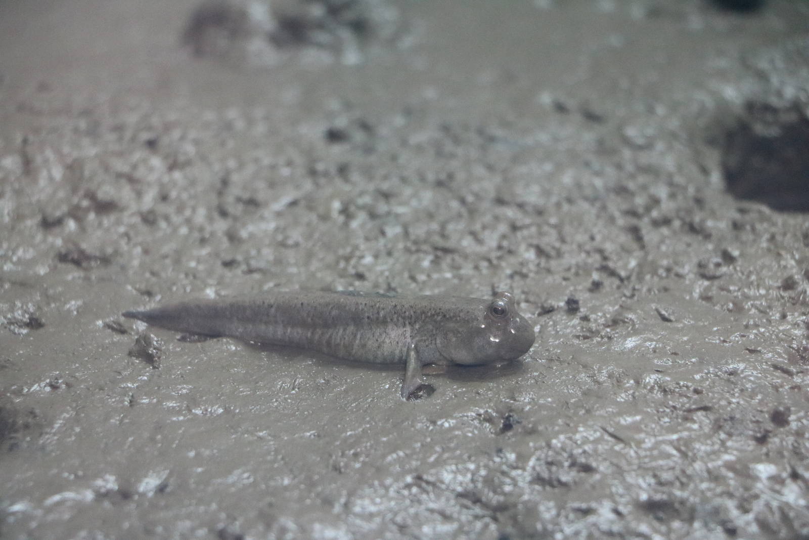 Shuttles hoppfish- Tokyo Sea Life Park, February 2016