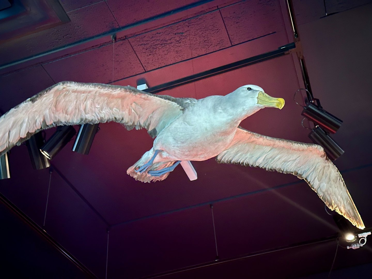 Shy albatross (Thalassarche cauta)