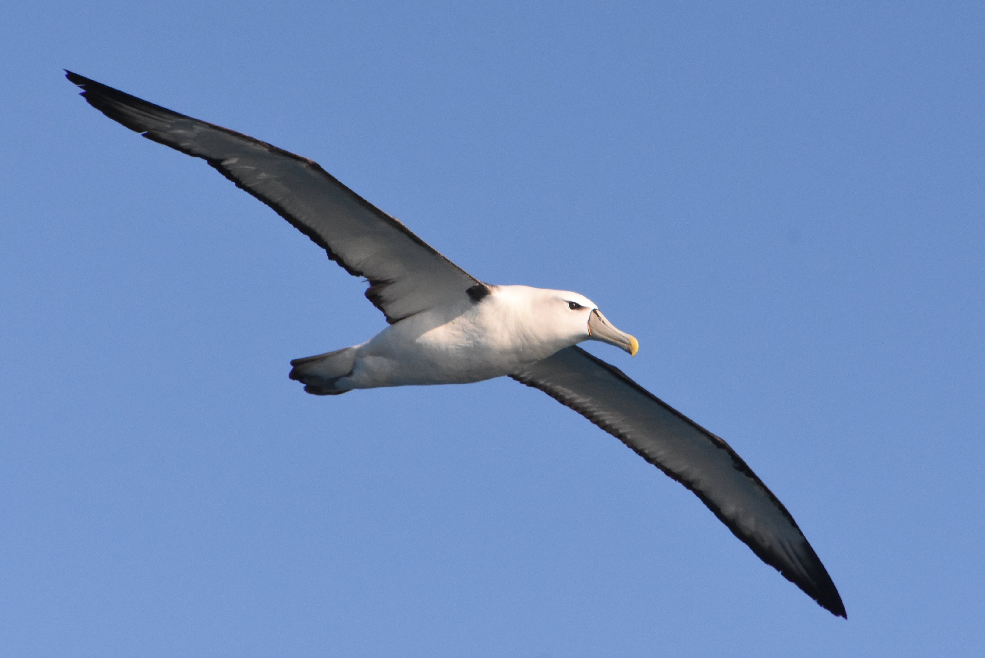 Shy albatross