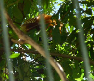 Shy blythe's hornbill - honest