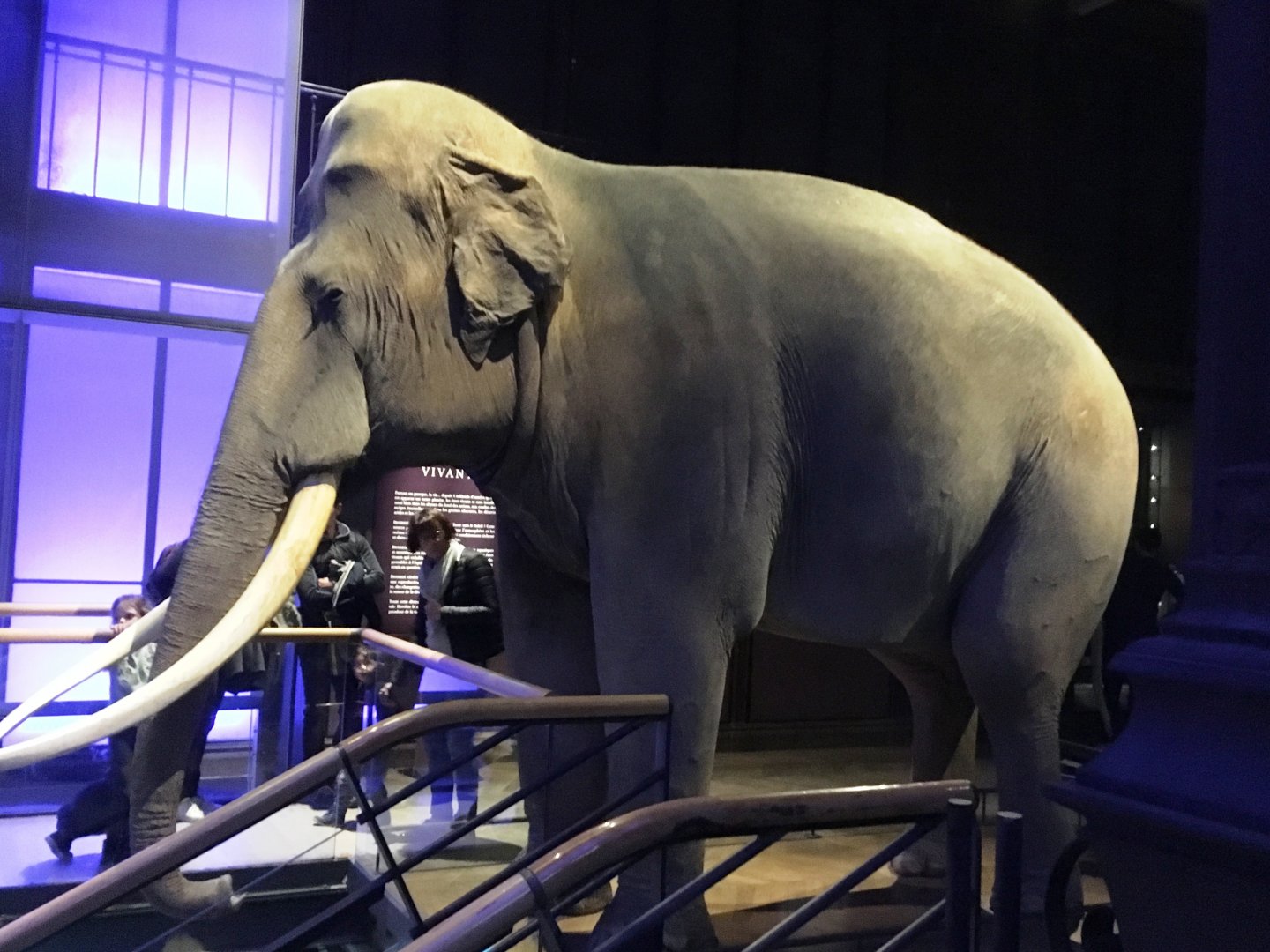 Siam, Asian elephant (Elephas maximus); November 24th 2018