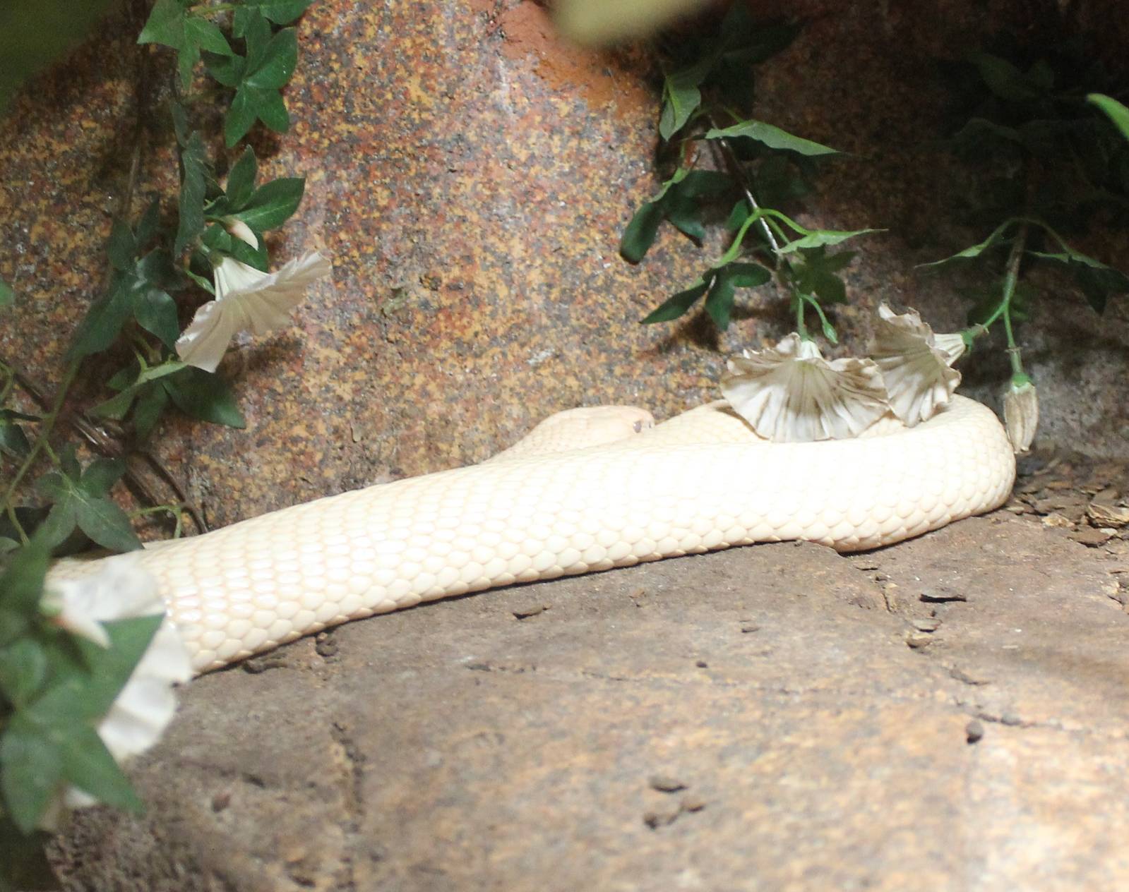 Siam cobra - Naja kaouthia