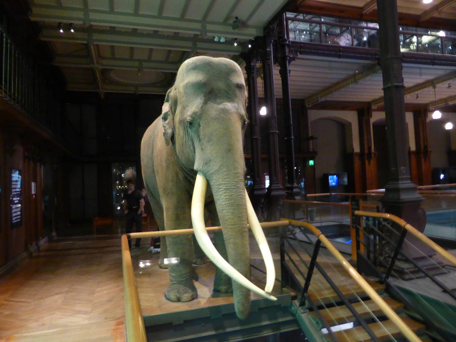 Siam , mounted in the Grand Gallery of Evolution