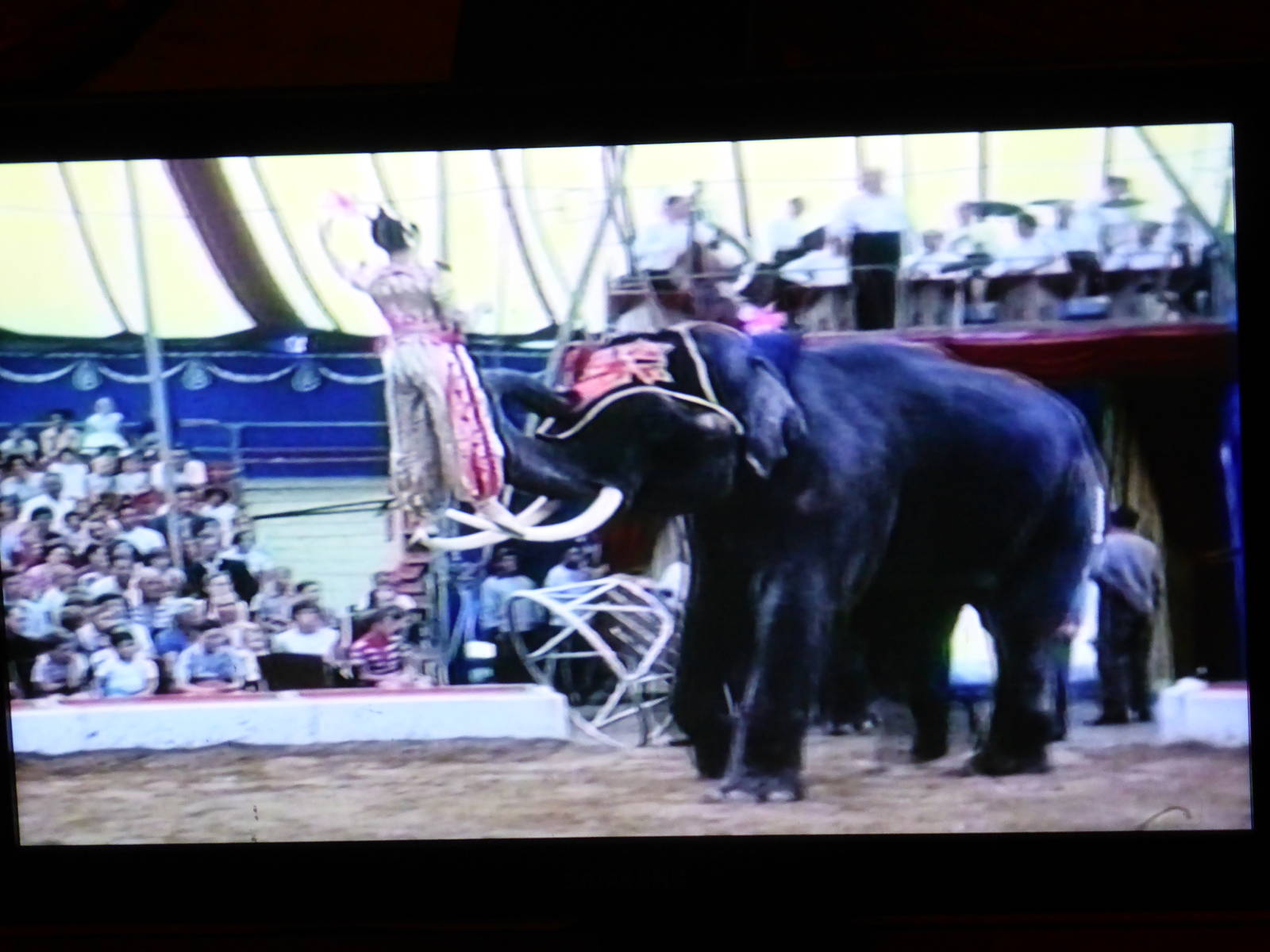 Siam performing at Circus Knie