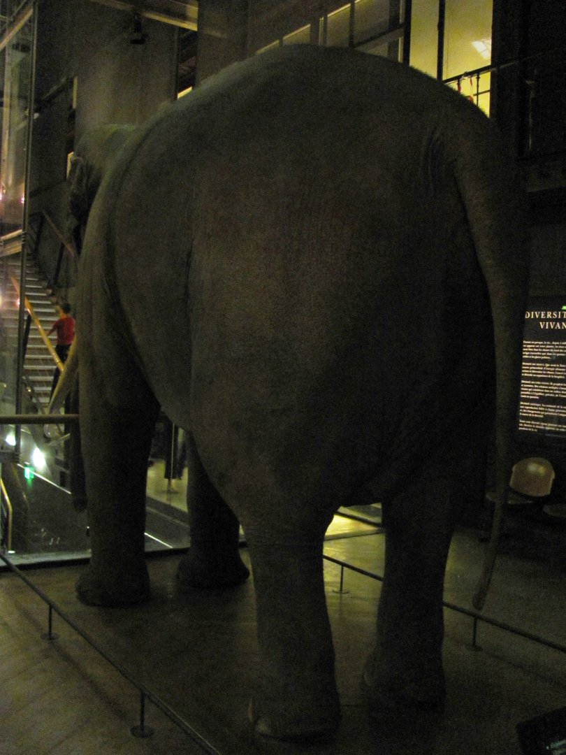 Siam Rear View