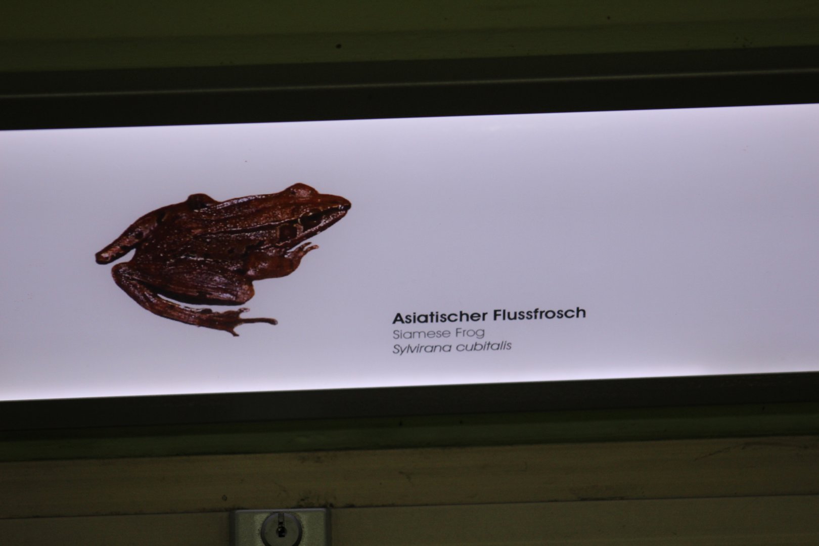 Siam Stream Frog Signage