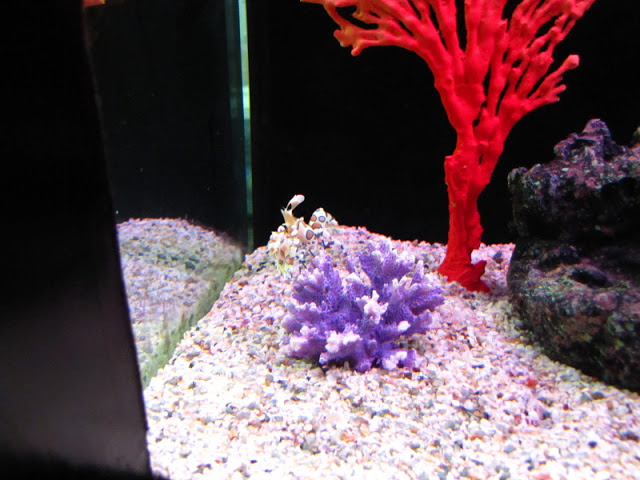 Siam World Ocean 15.01.2013