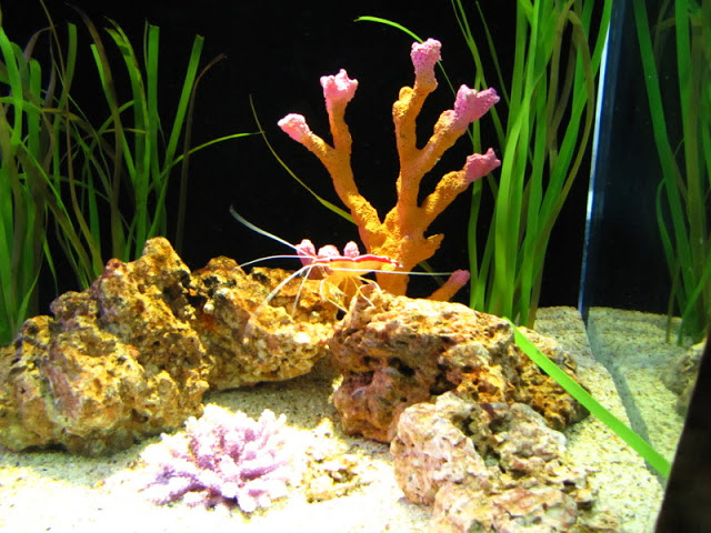 Siam World Ocean 15.01.2013