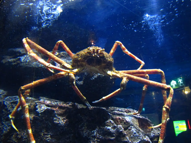 Siam World Ocean 15.01.2013