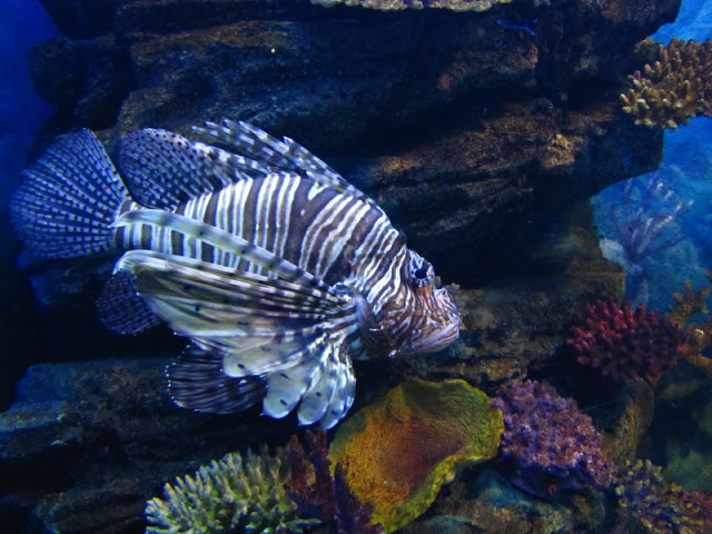 Siam World Ocean 15.01.2013