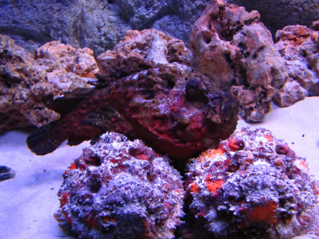 Siam World Ocean 15.01.2013