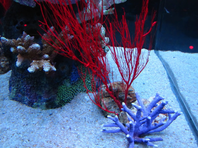 Siam World Ocean 15.01.2013