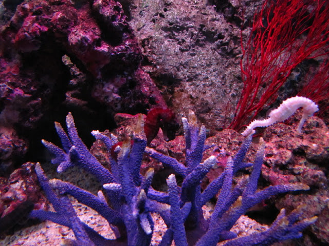 Siam World Ocean 15.01.2013