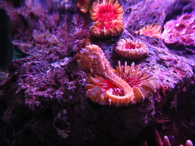 Siam World Ocean 15.01.2013