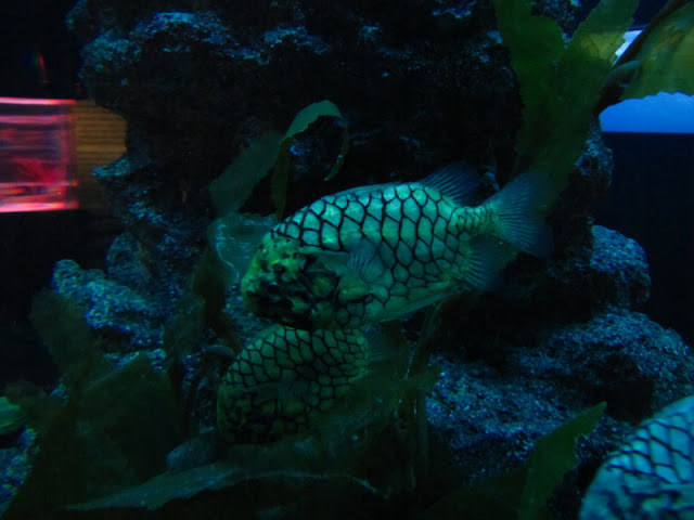 Siam World Ocean 15.01.2013