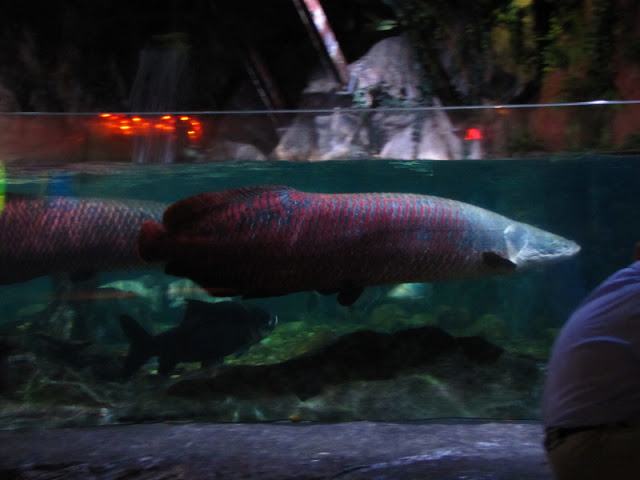 Siam World Ocean 15.01.2013