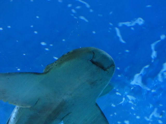 Siam World Ocean 15.01.2013