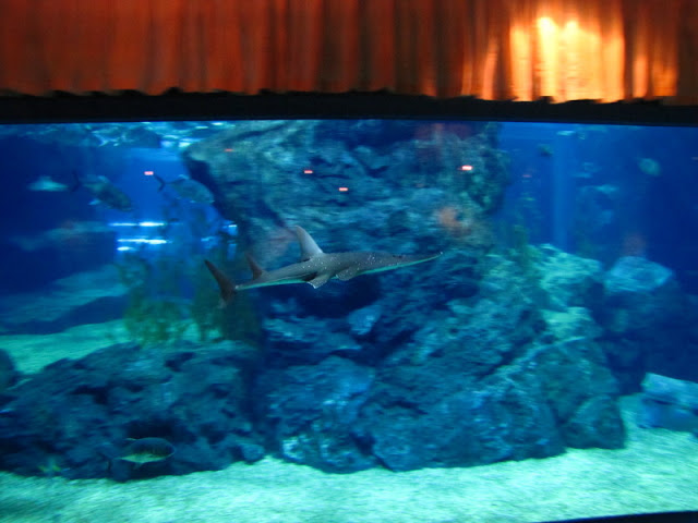 Siam World Ocean 15.01.2013