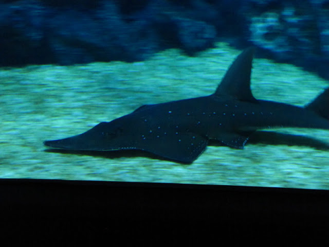 Siam World Ocean 15.01.2013